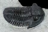 Detailed Gerastos Trilobite Fossil - Morocco #164744-2